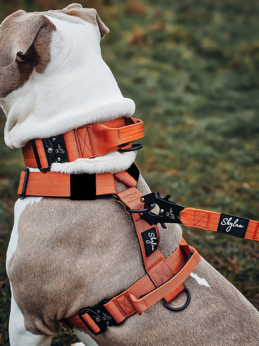 Harnesses – Skylaa