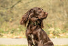 Khaki Buster Collar