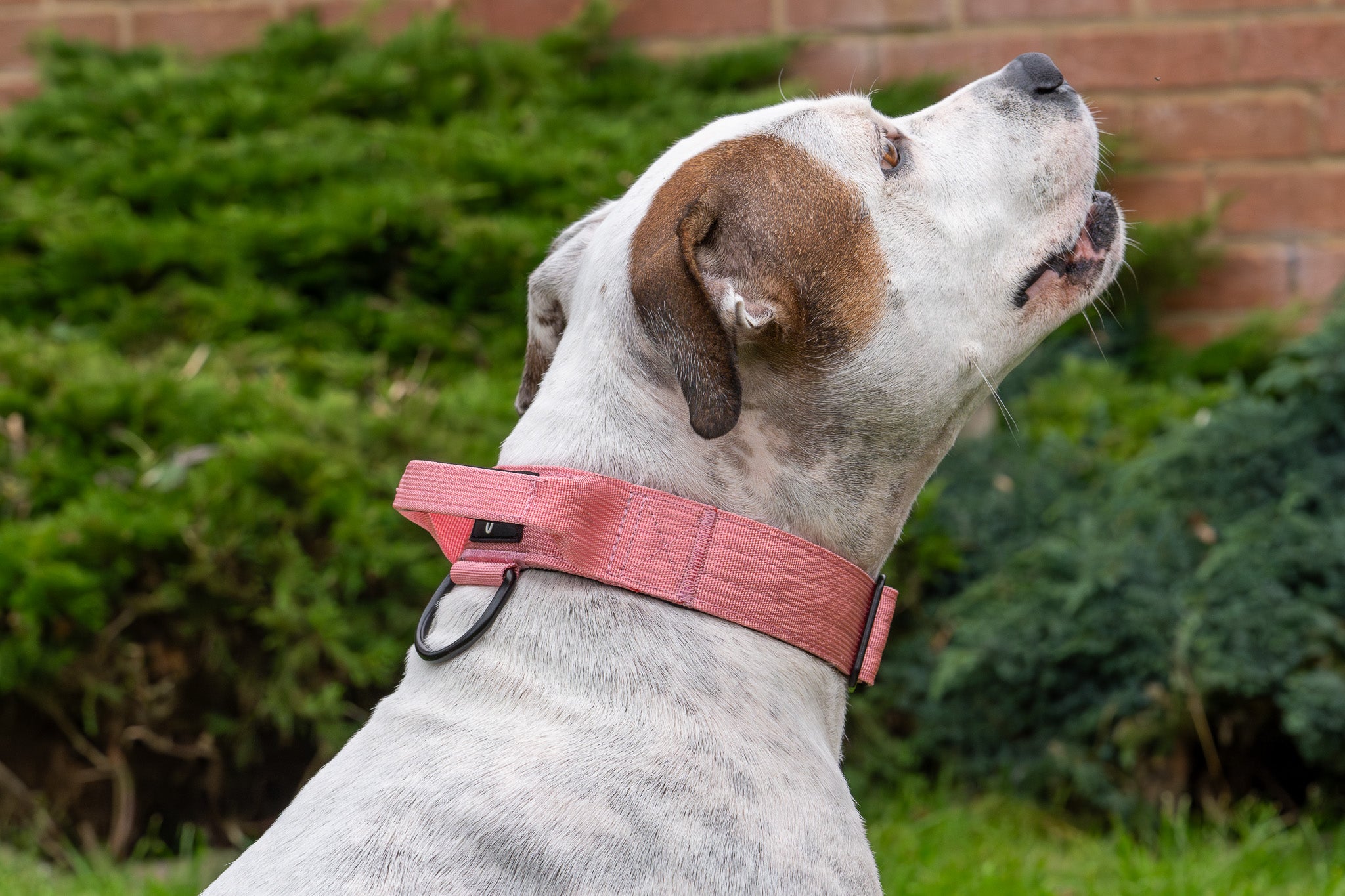 Cotton Candy Buster Collar- Handled