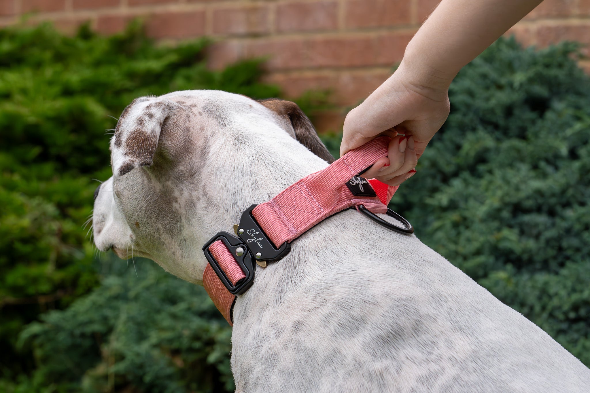 Cotton Candy Buster Collar- Handled