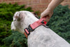 Cotton Candy Buster Collar- Handled