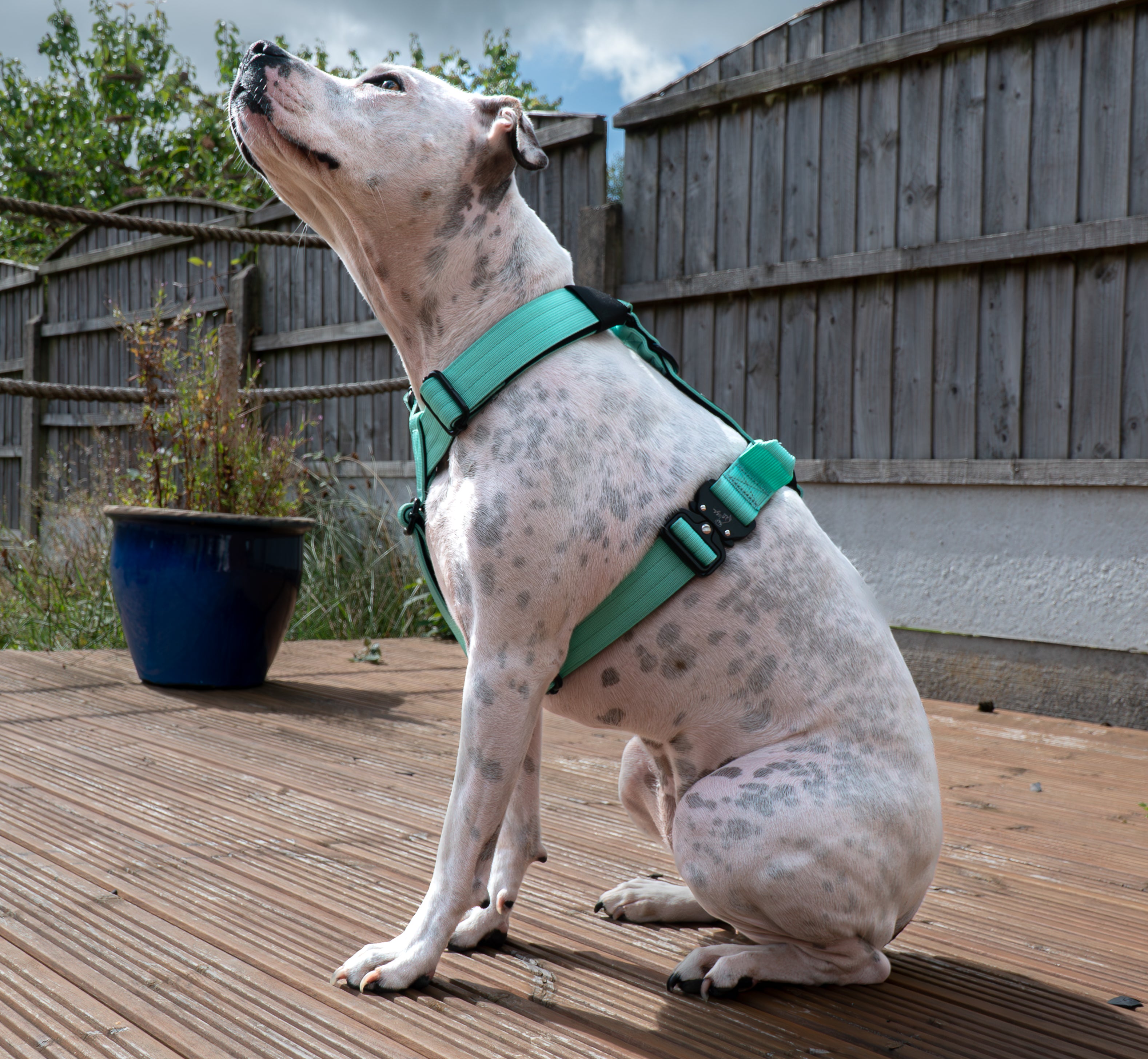 Cyan Buster Bundle- Handled Collar