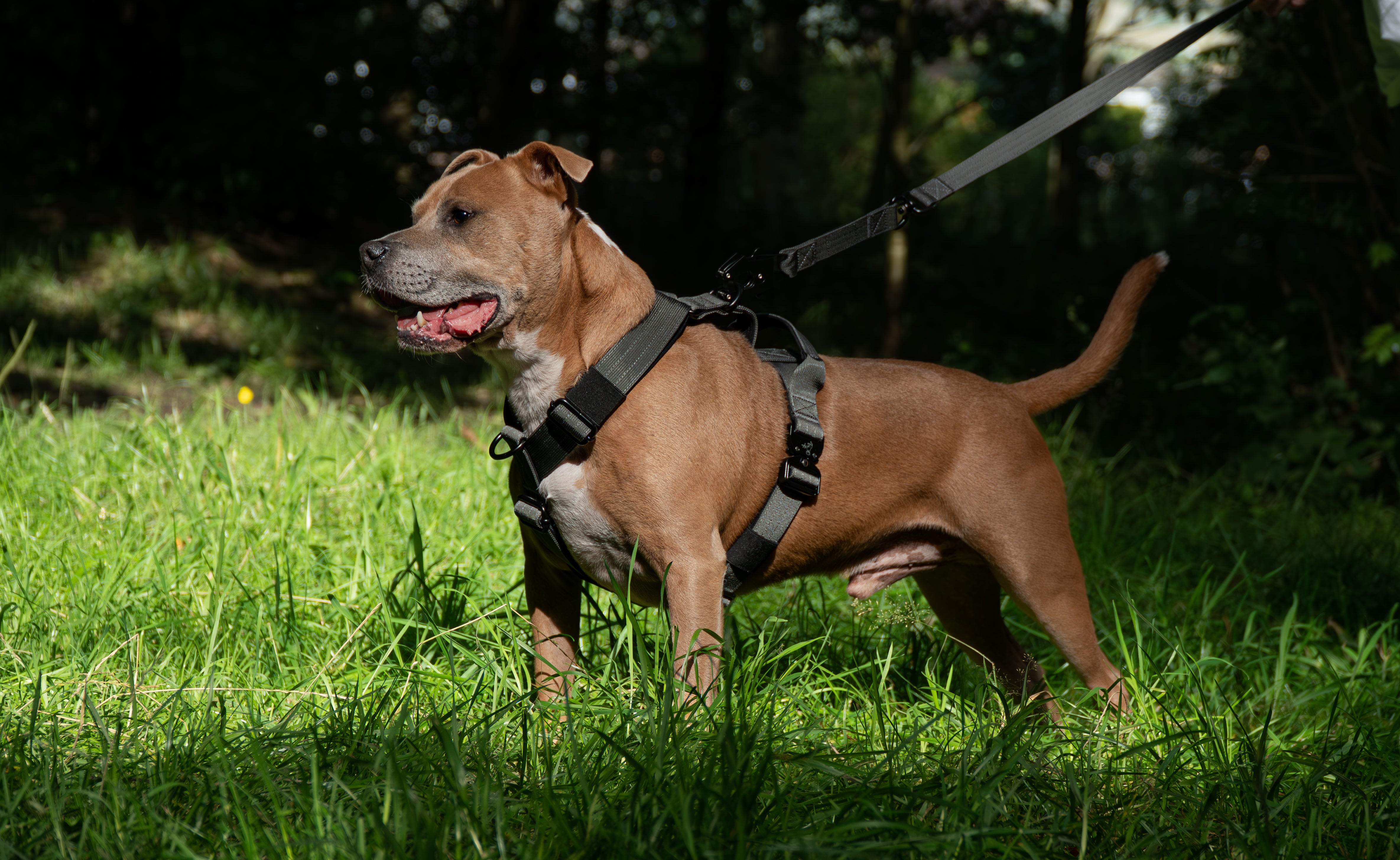 Dark Grey Buster Harness