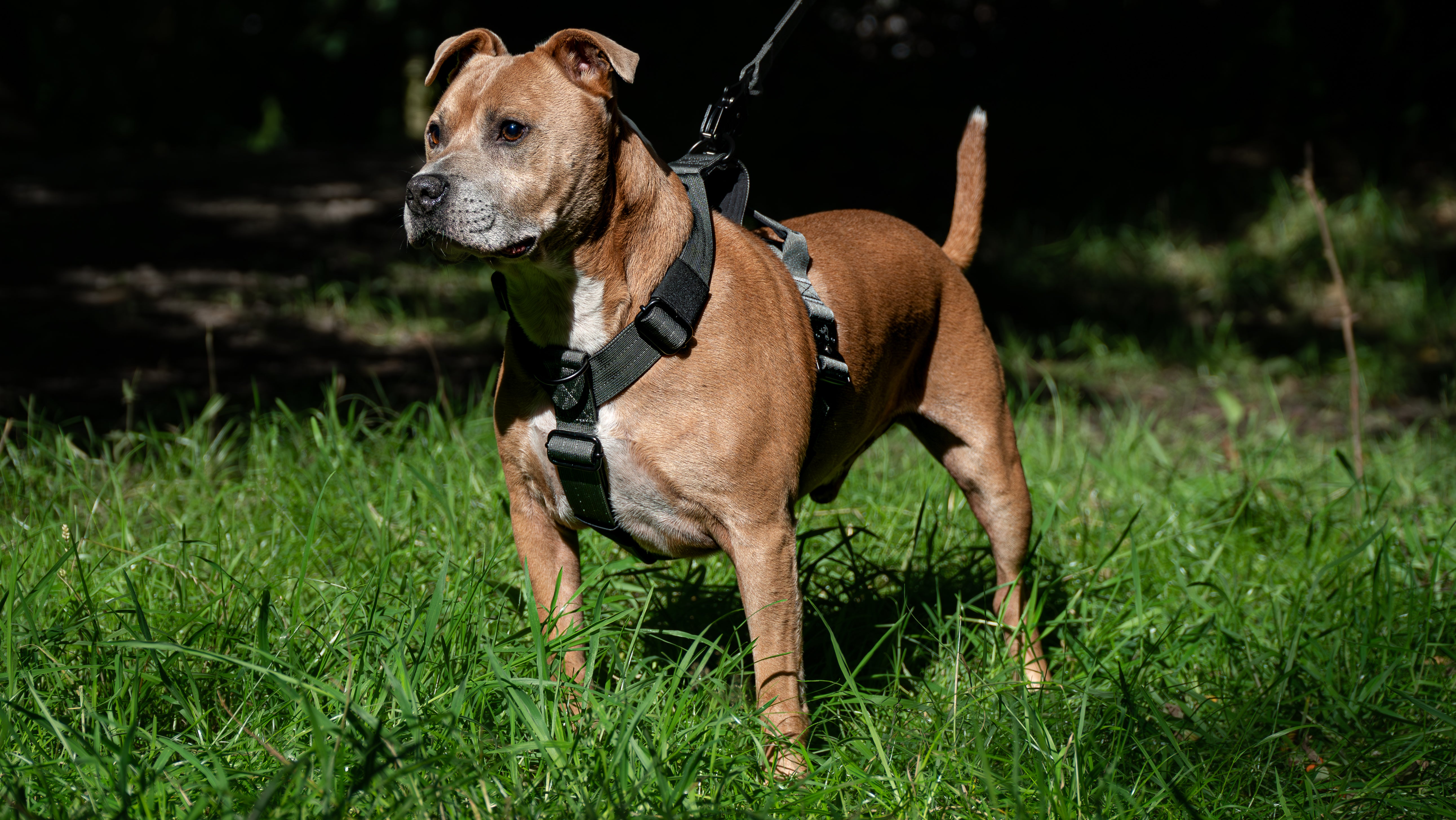 Dark Grey Buster Harness