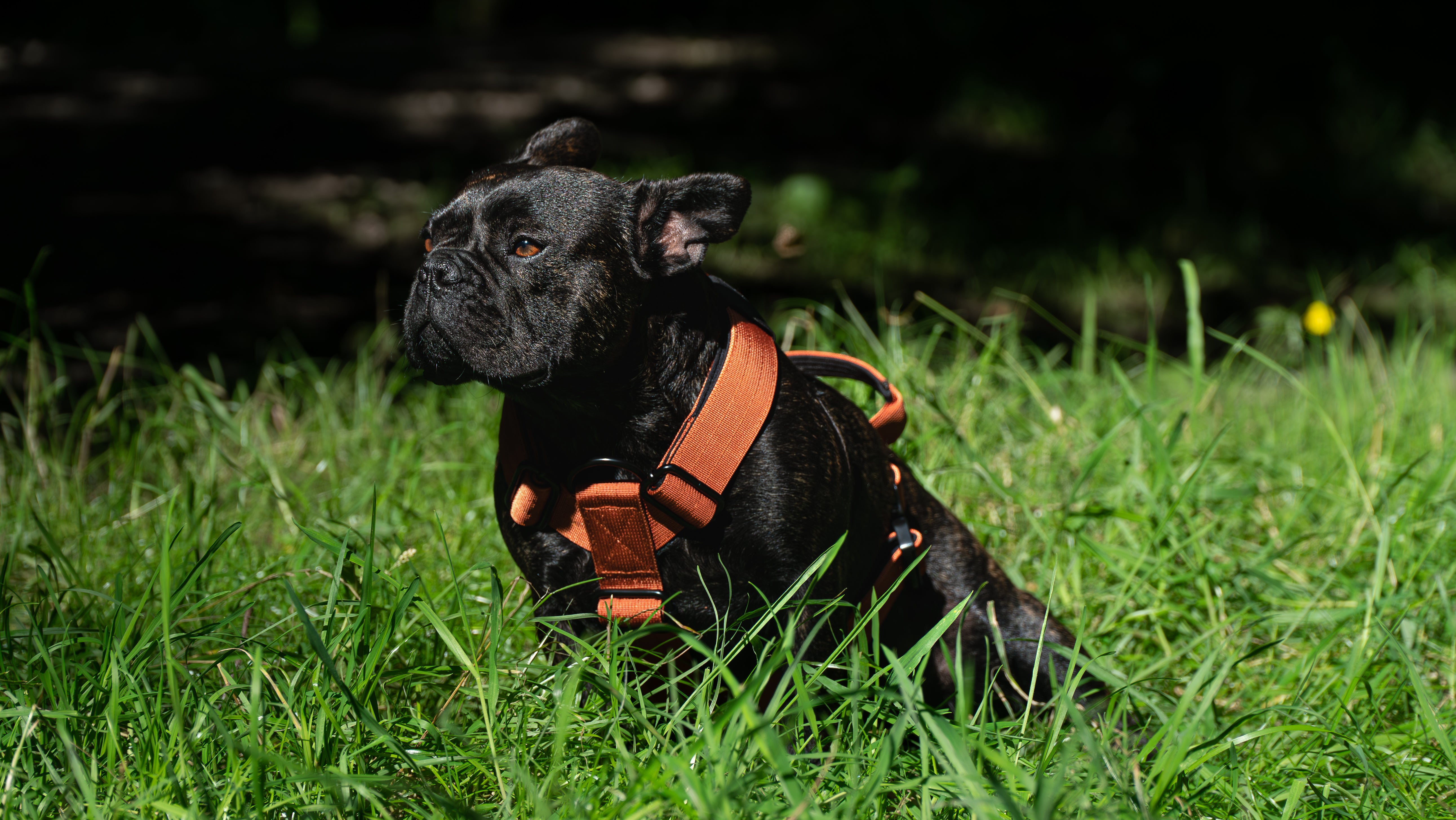 Burnt Orange Buster Harness