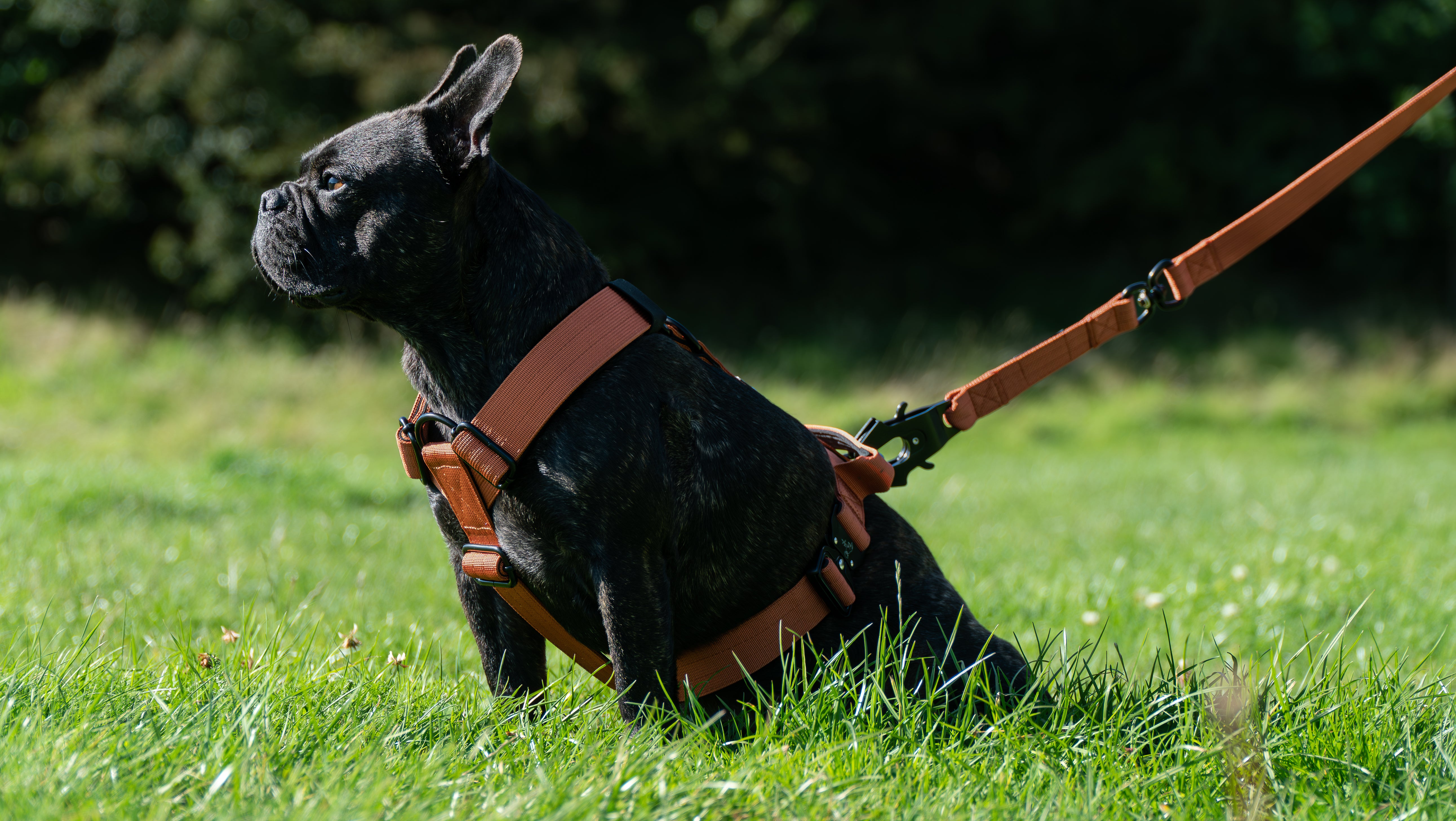 Burnt Orange Buster Harness