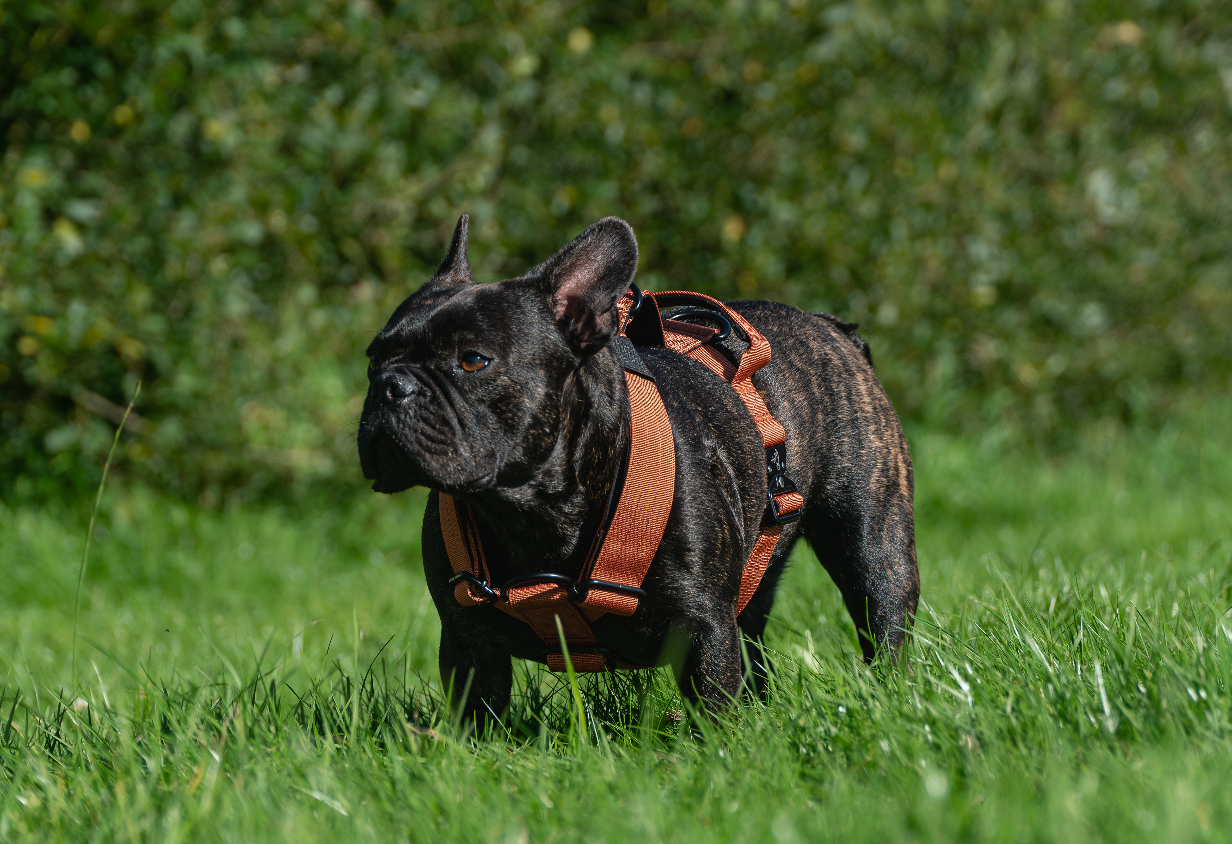 Burnt Orange Buster Harness