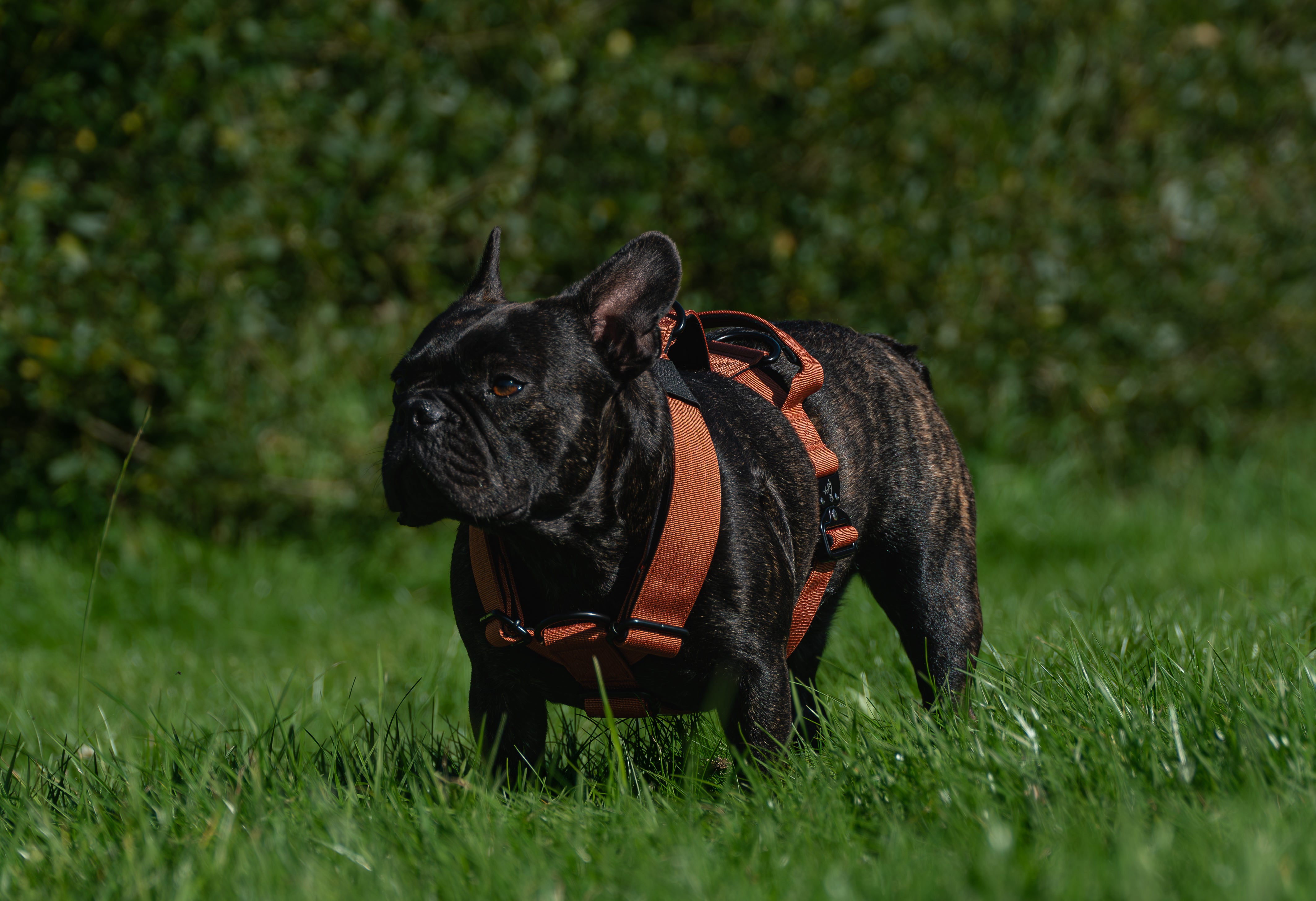 Burnt Orange Buster Bundle