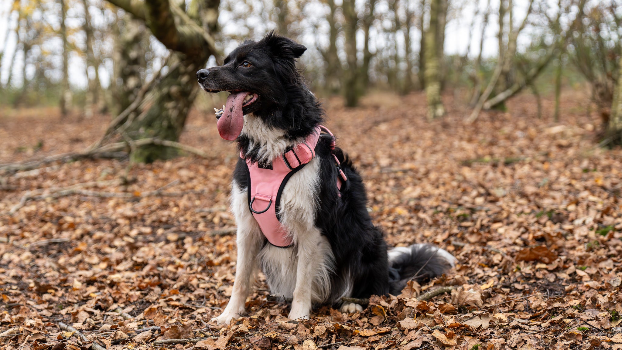 Cotton Candy Buster Harness