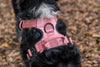 Cotton Candy Buster Harness