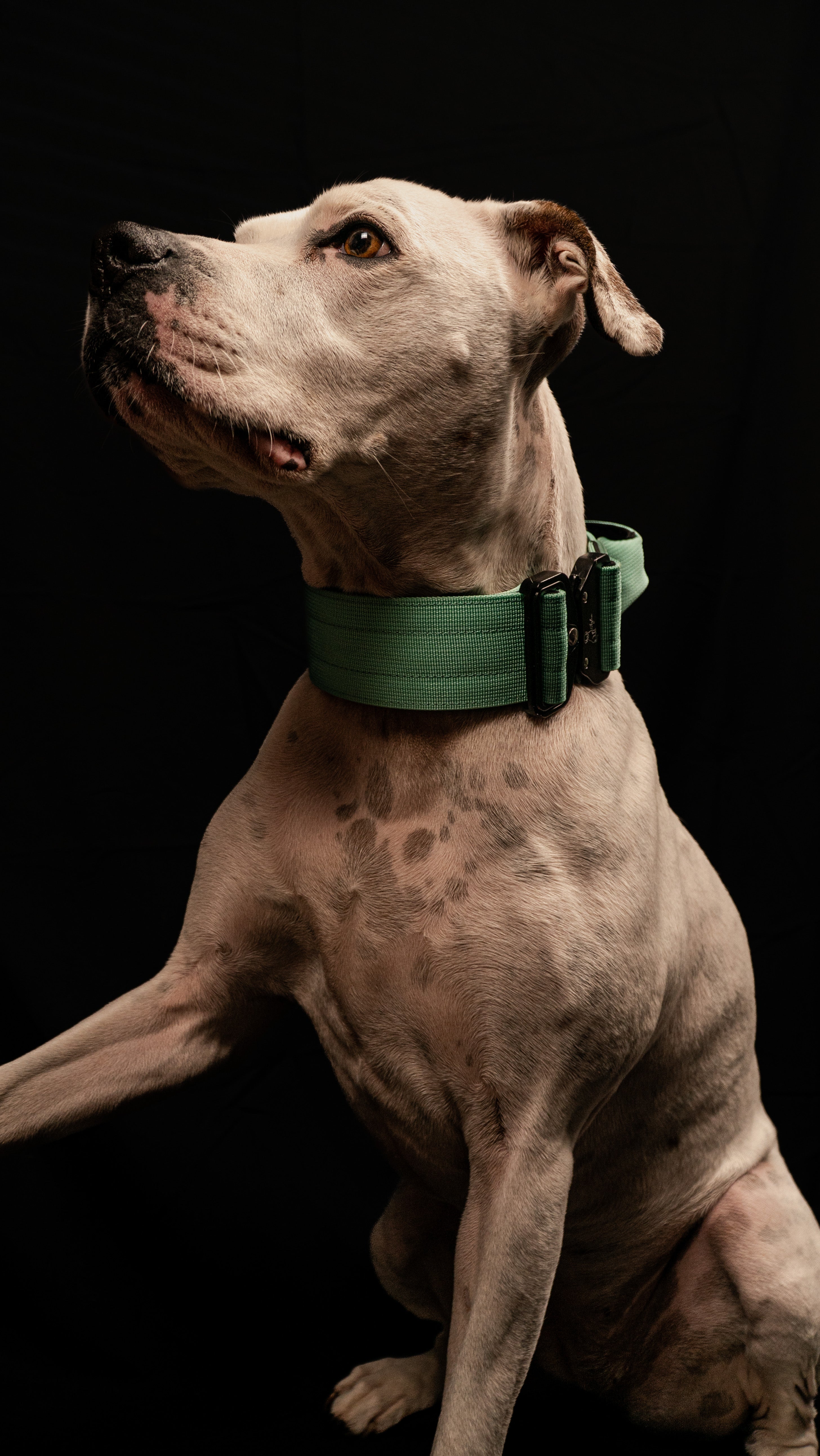 Cyan Buster Collar- Handled