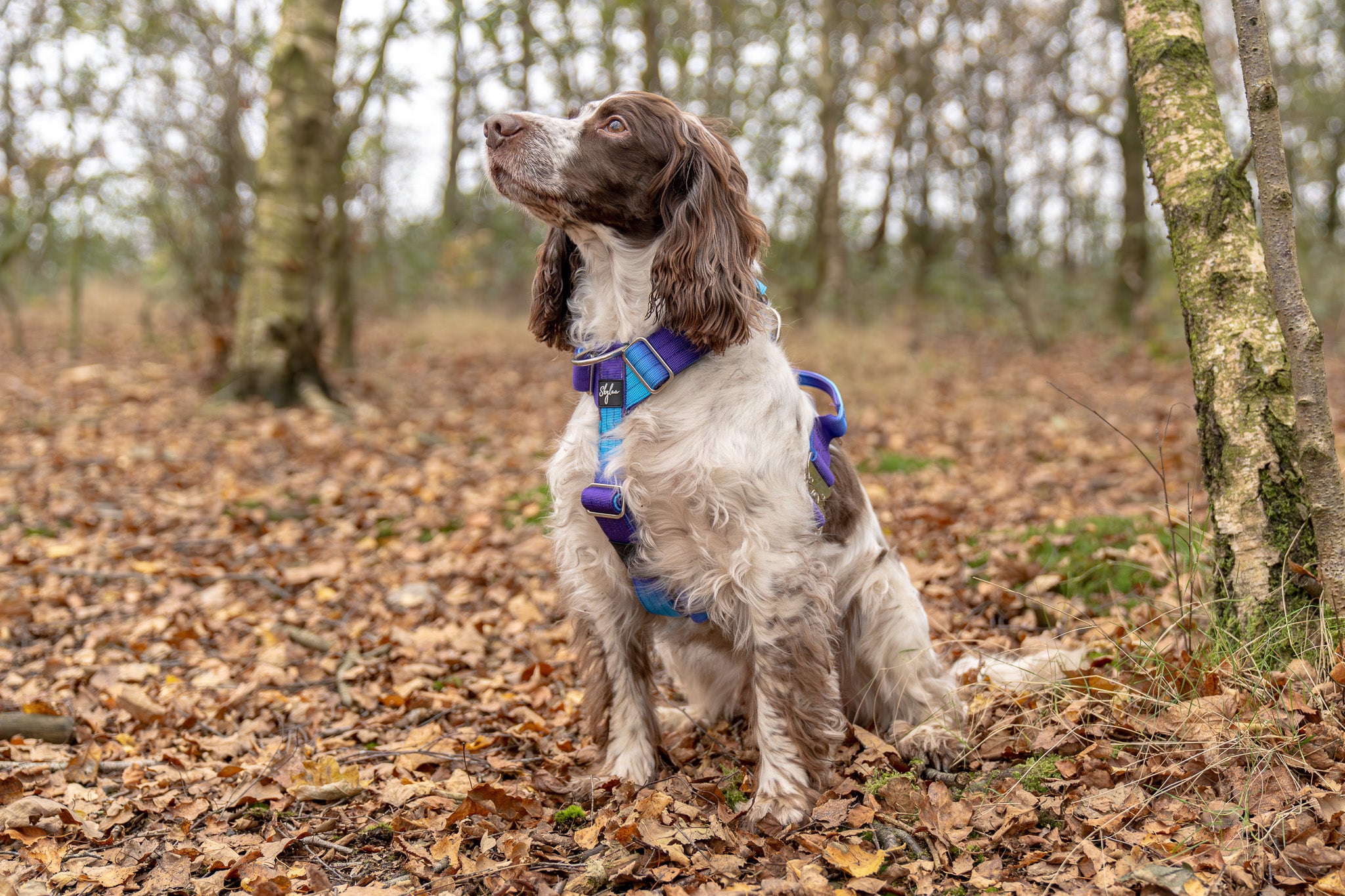 Aurora Buster Harness