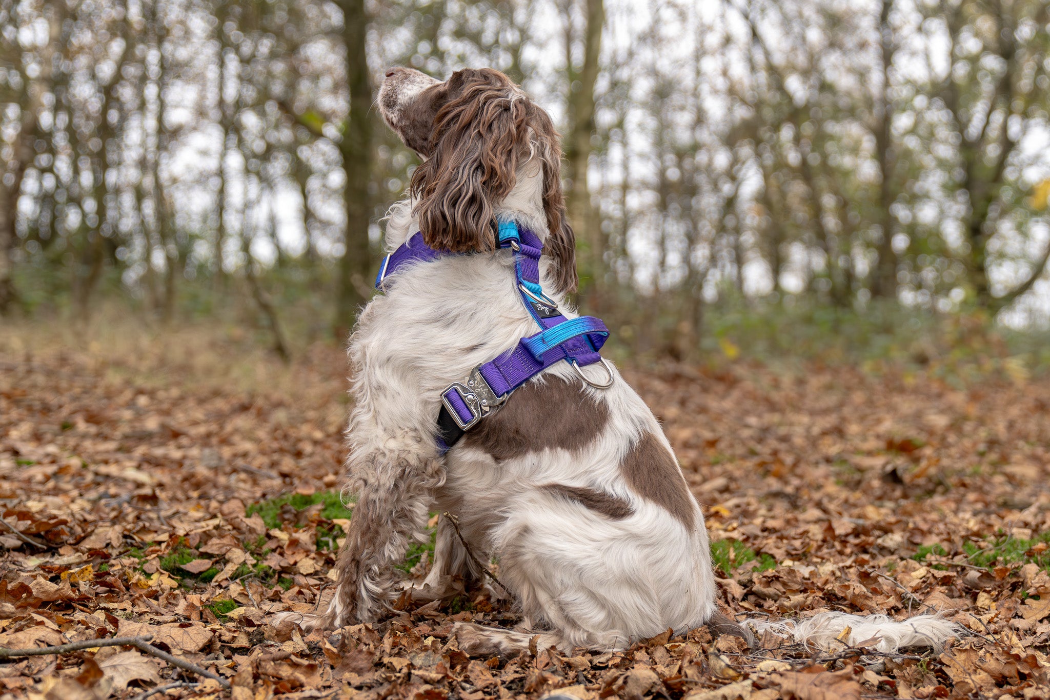 Aurora Buster Harness