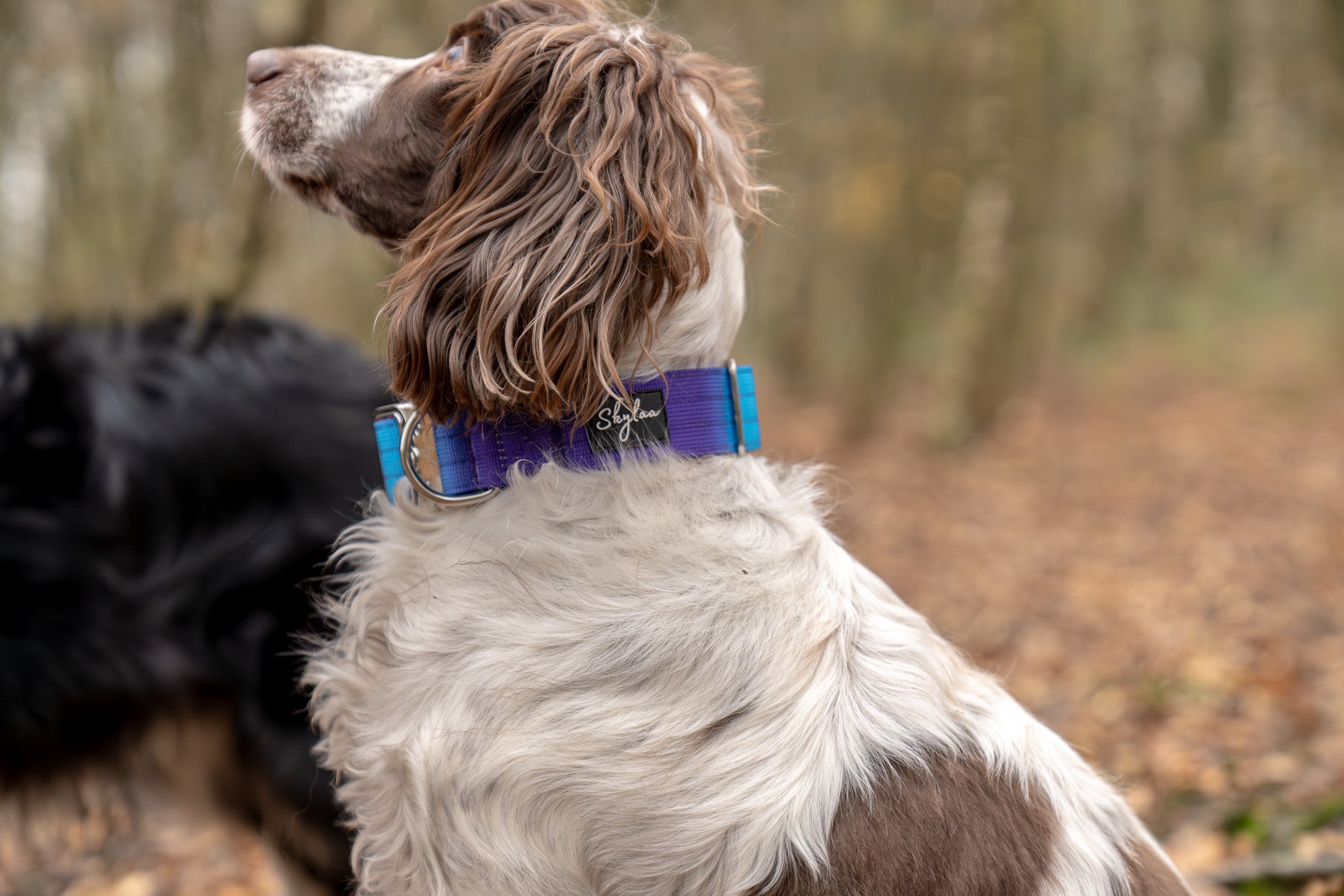 Aurora Buster Collar