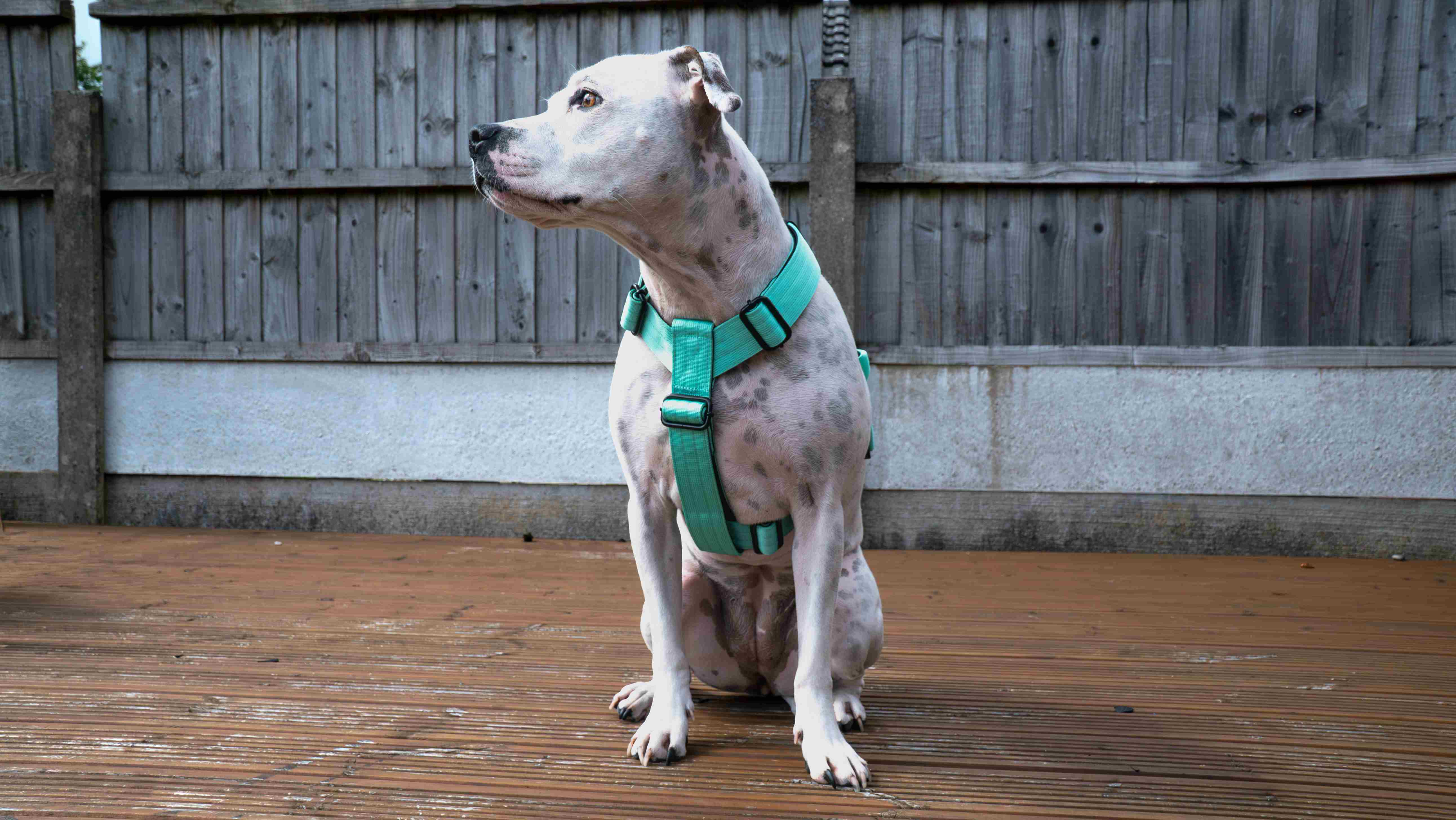 Cyan Buster Harness