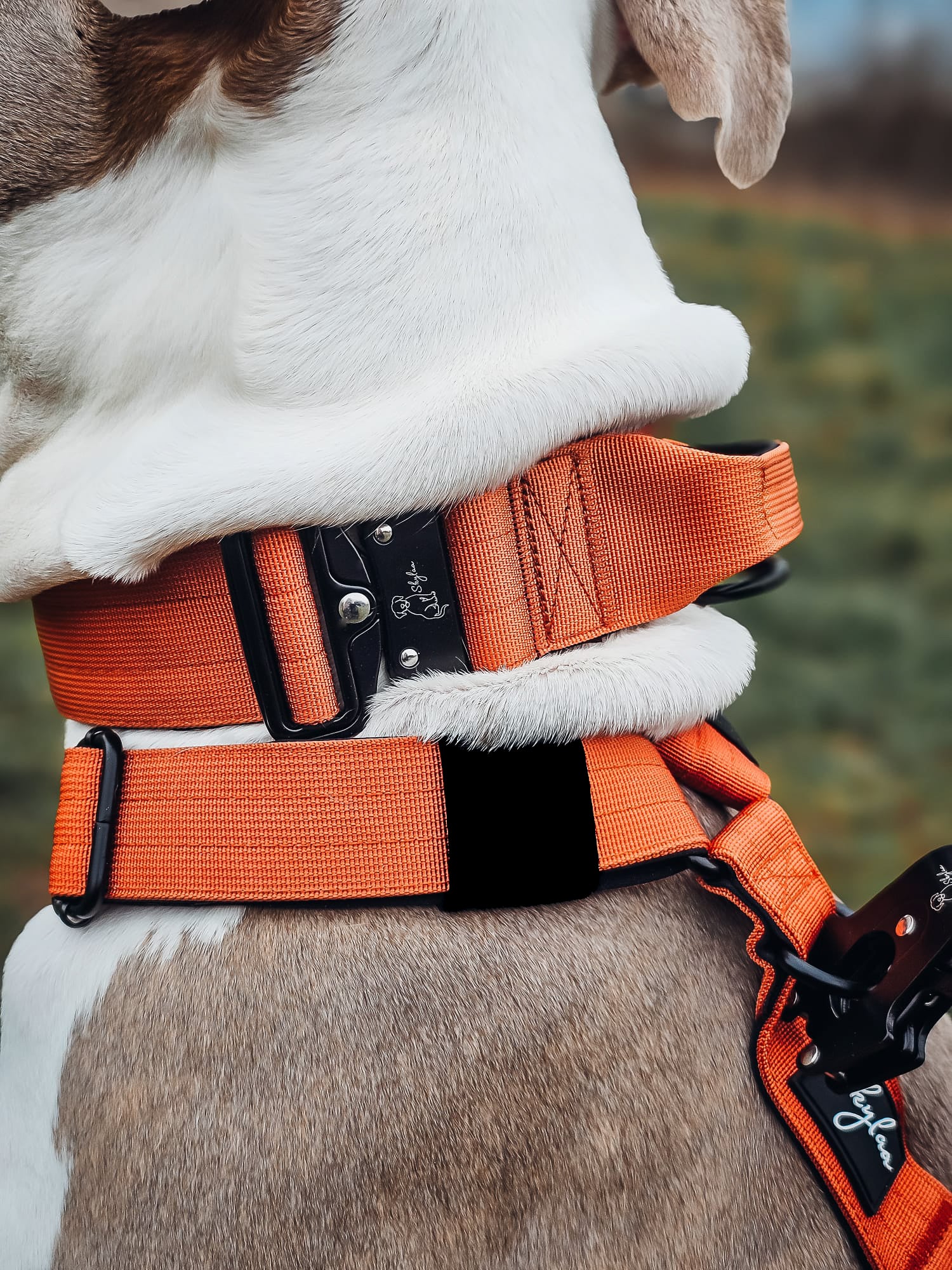 Burnt Orange Buster Bundle- Handled Collar