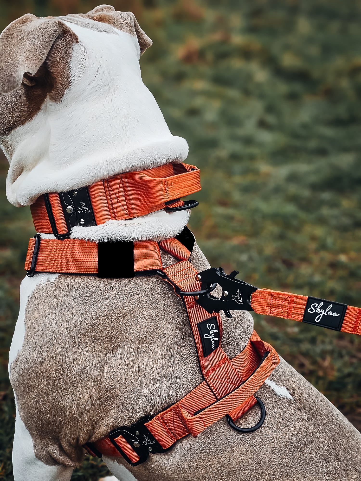 Burnt Orange Buster Bundle- Handled Collar