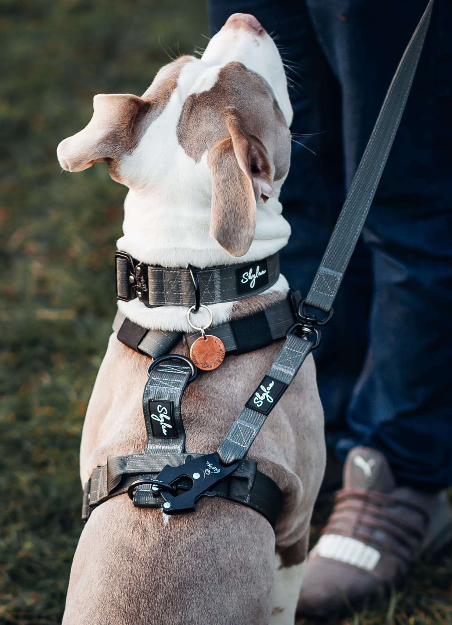 Dark Grey Buster Collar