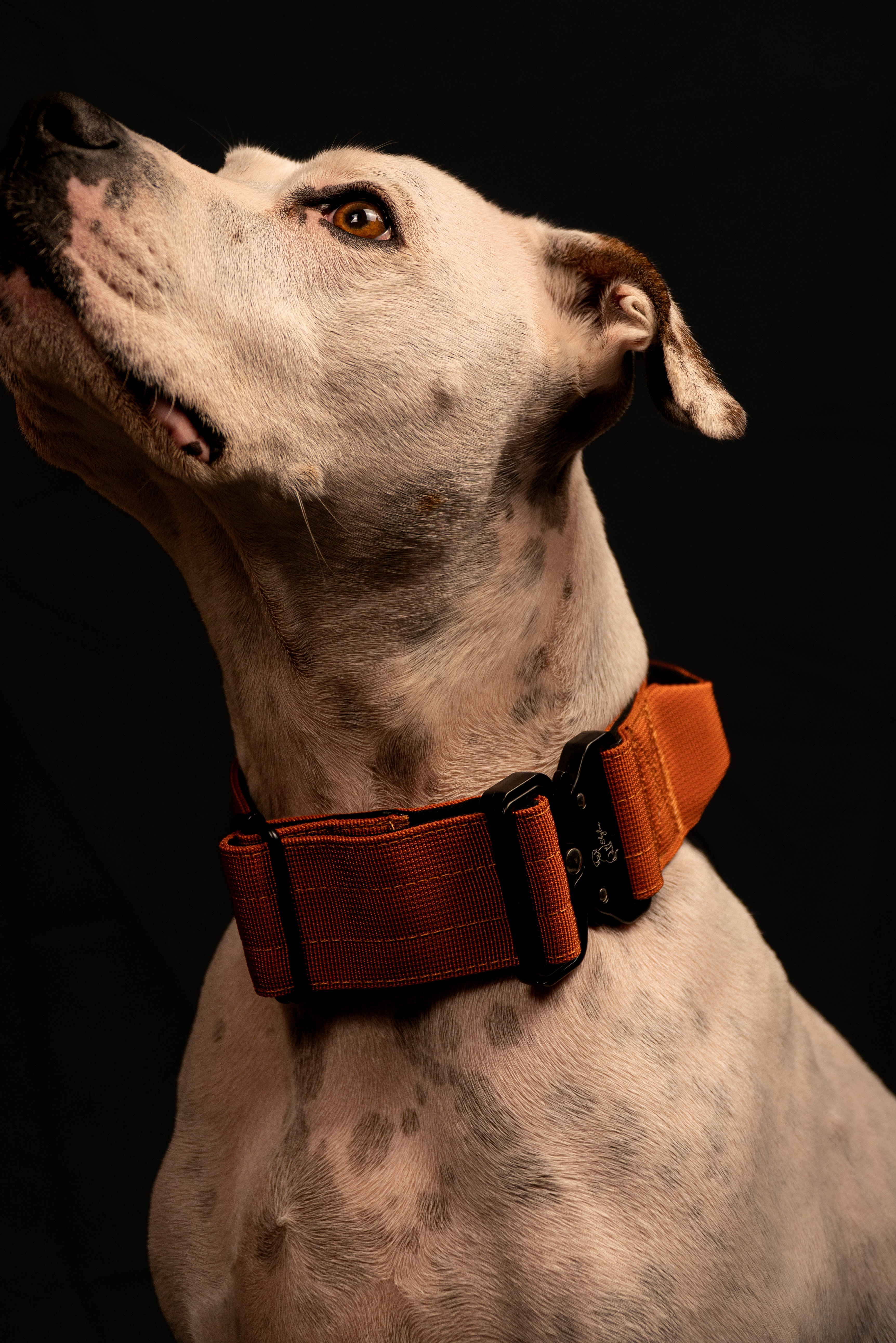 Burnt Orange Buster Collar- Handled